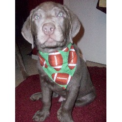 Labrador Retriever Stud in Reno, Nevada