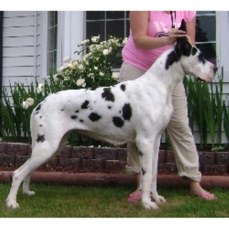 great dane puppies washington exquisite danes great dane breeder in vancouver washington listing id 13671 great dane puppies washington exquisite danes great dane breeder in vancouver washington listing id 13671