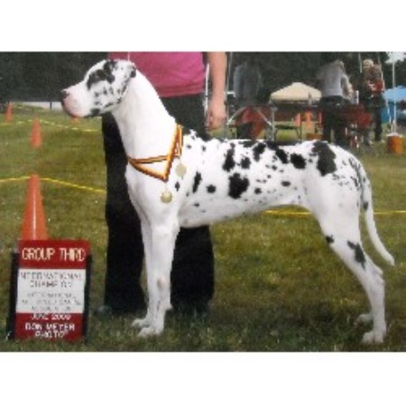 Great Dane Breeder in Vancouver, Washington