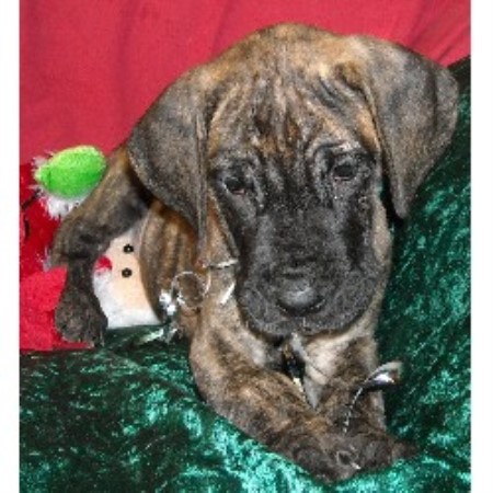 Great Dane in Washington picture 2