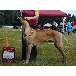 Great Dane Stud in Vancouver, Washington