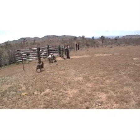 Australian Shepherd Dog Breeder in Mojave, California