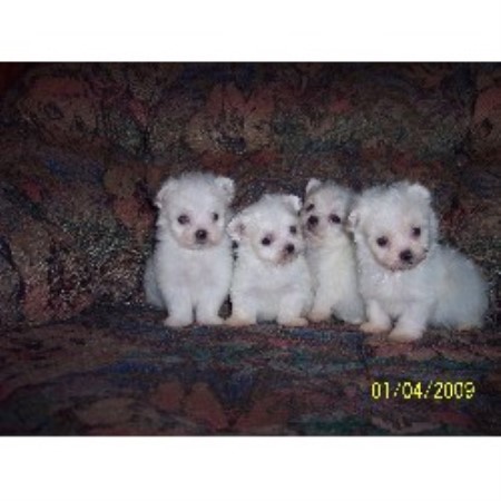 Maltese Breeder in Sylva, North Carolina