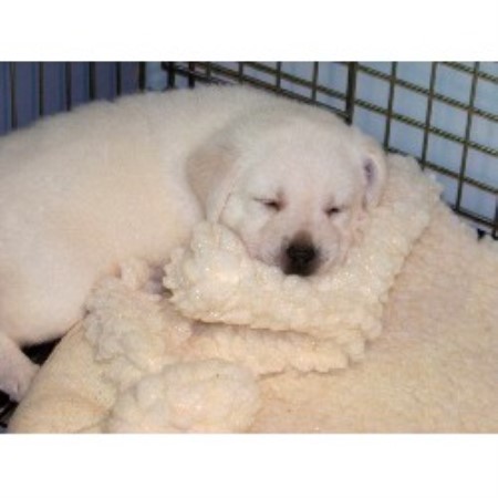 Labrador Retriever Breeder in Burlington, Kentucky