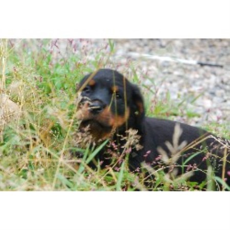 rottweiler rescue ct redding kennels rottweiler breeder in redding connecticut rottweiler rescue ct redding kennels rottweiler breeder in redding connecticut