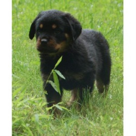 Rottweiler breeder in Connecticut picture 2