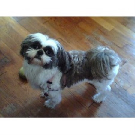 shih tzu breeders in pa peggy s precious pups shih tzu breeder in pittsburgh pennsylvania listing id 13682 shih tzu breeders in pa peggy s precious pups shih tzu breeder in pittsburgh pennsylvania listing id 13682