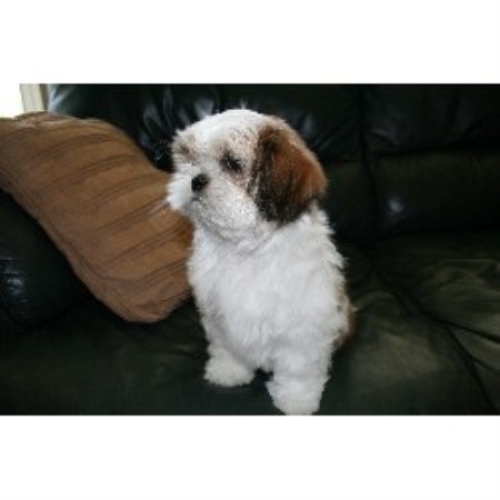 free puppies in pittsburgh pa peggy s precious pups shih tzu breeder in pittsburgh pennsylvania free puppies in pittsburgh pa peggy s precious pups shih tzu breeder in pittsburgh pennsylvania