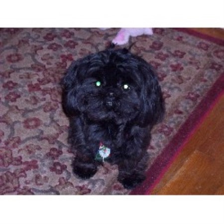 pennsylvania shih tzu breeders peggy s precious pups shih tzu breeder in pittsburgh pennsylvania pennsylvania shih tzu breeders peggy s precious pups shih tzu breeder in pittsburgh pennsylvania