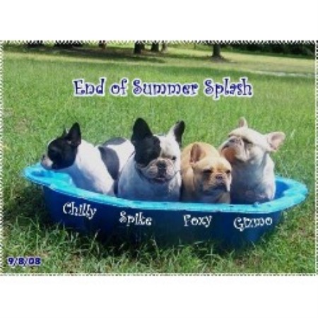 French Bulldog in Florida