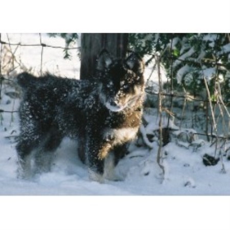 Siberian Husky in Wisconsin picture 2