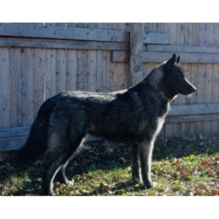 Siberian Husky breeder in Whitewater Wisconsin