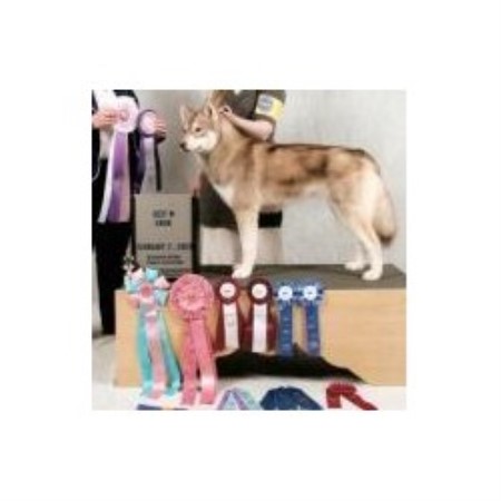 Siberian Husky Breeder in Whitewater, Wisconsin