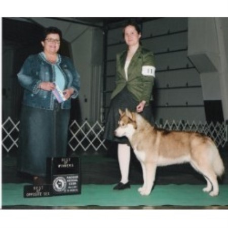Siberian Husky in Wisconsin