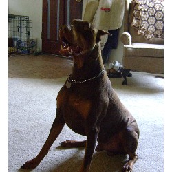 Doberman Pinscher Stud in St.Louis, Missouri