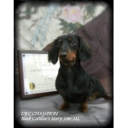 Dachshund Breeder in Colorado Springs, Colorado