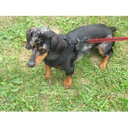 Dachshund Stud in Mount Hope, West Virginia