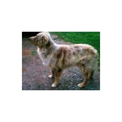 Australian Shepherd Dog Stud in Lebanon, Tennessee