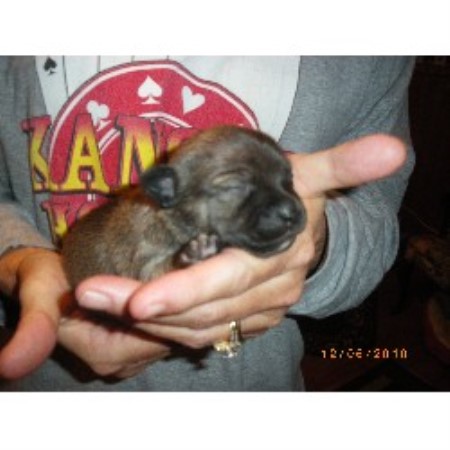 Chihuahua Breeder in Gypsum, Kansas