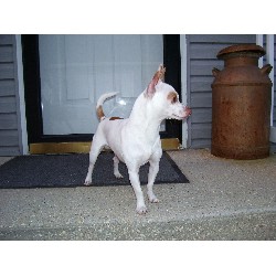 Chihuahua Stud in Chestertown, Maryland