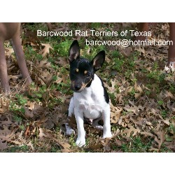 Rat Terrier Breeder in Caldwell, Texas