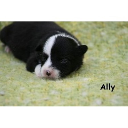 Border Collie in Texas picture 2