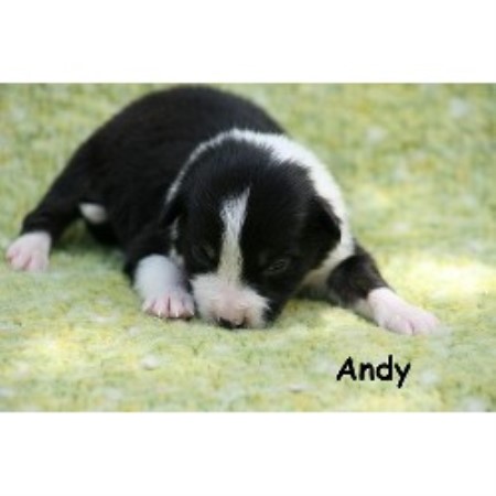 Border Collie breeder in Texas picture 2