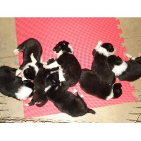 border collie puppies for sale florida border collie breeders in florida freedoglistings breeds picture border collie puppies for sale florida border collie breeders in florida freedoglistings breeds picture