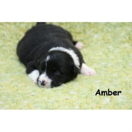 Border Collie in Texas