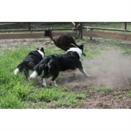 Border Collie breeder in Mount Pleasant Texas