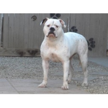 American Bulldog Breeder in Avondale, Arizona