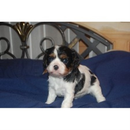 Cavalier King Charles Spaniel in Florida picture 2