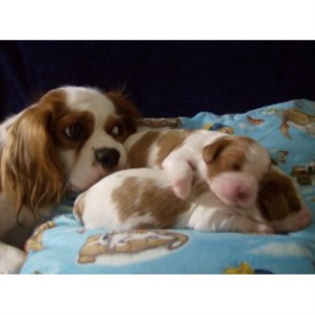 Cavalier King Charles Spaniel breeder in Florida