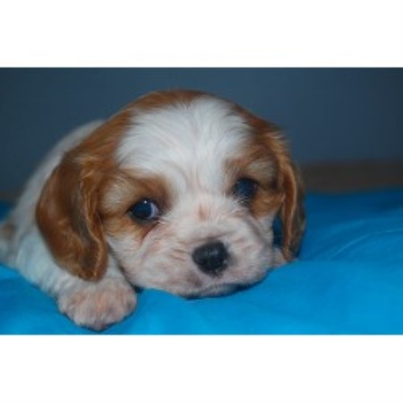 Cavalier King Charles Spaniel breeder in Florida picture 2