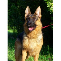 German Shepherd Dog Stud in New Smyrna, Florida