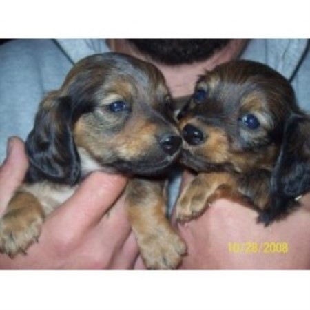 Doxie in Kentucky