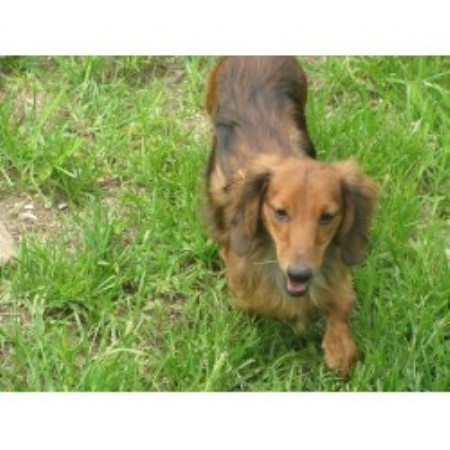 Doxie breeder in Kentucky picture 2