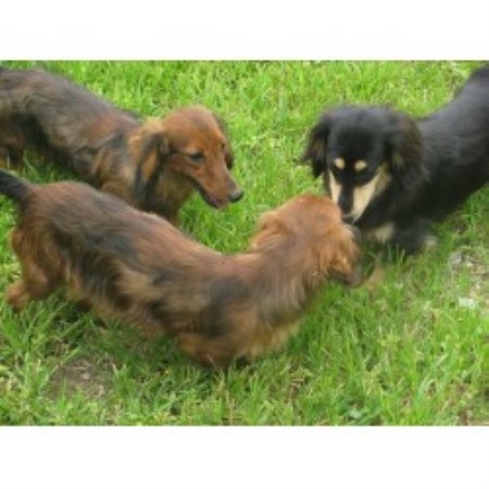 Dachshund breeder in West Liberty Kentucky
