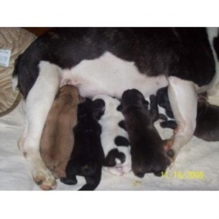 French Bulldog in Kentucky picture 2