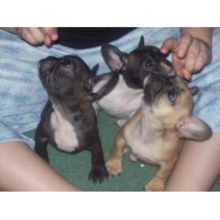 French Bulldog breeder in Kentucky picture 2
