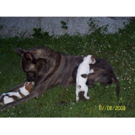 American Foxhound in Kentucky