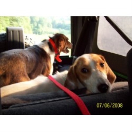 American Foxhound in Kentucky picture 2