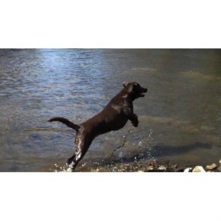 lab puppies iowa silver cave labradors labrador retriever breeder in ionia iowa lab puppies iowa silver cave labradors labrador retriever breeder in ionia iowa