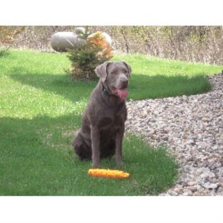 lab puppies iowa silver cave labradors labrador retriever breeder in ionia iowa 50645 lab puppies iowa silver cave labradors labrador retriever breeder in ionia iowa 50645