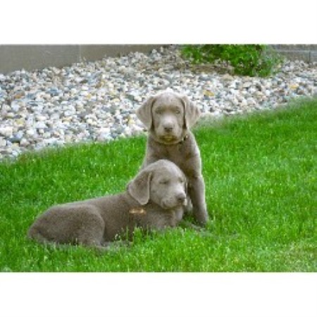 Lab breeder in Iowa picture 2