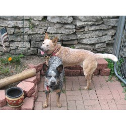 Australian Cattle Dog Stud in Scranton, Pennsylvania