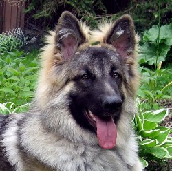 Shiloh Shepherd Stud in Glendale, Wisconsin