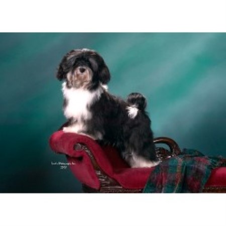 Havanese breeder in Indiana