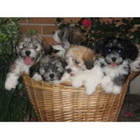 havanese rescue virginia havanese havanese breeder in guilford indiana listing id 13753 havanese rescue virginia havanese havanese breeder in guilford indiana listing id 13753