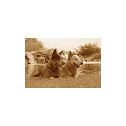 Australian Cattle Dog Breeder in New River, Arizona